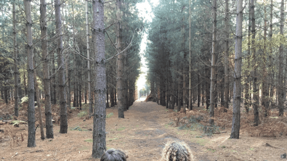 Rendlesham Forest UFO Incident: The Truth Behind Britain’s Roswell